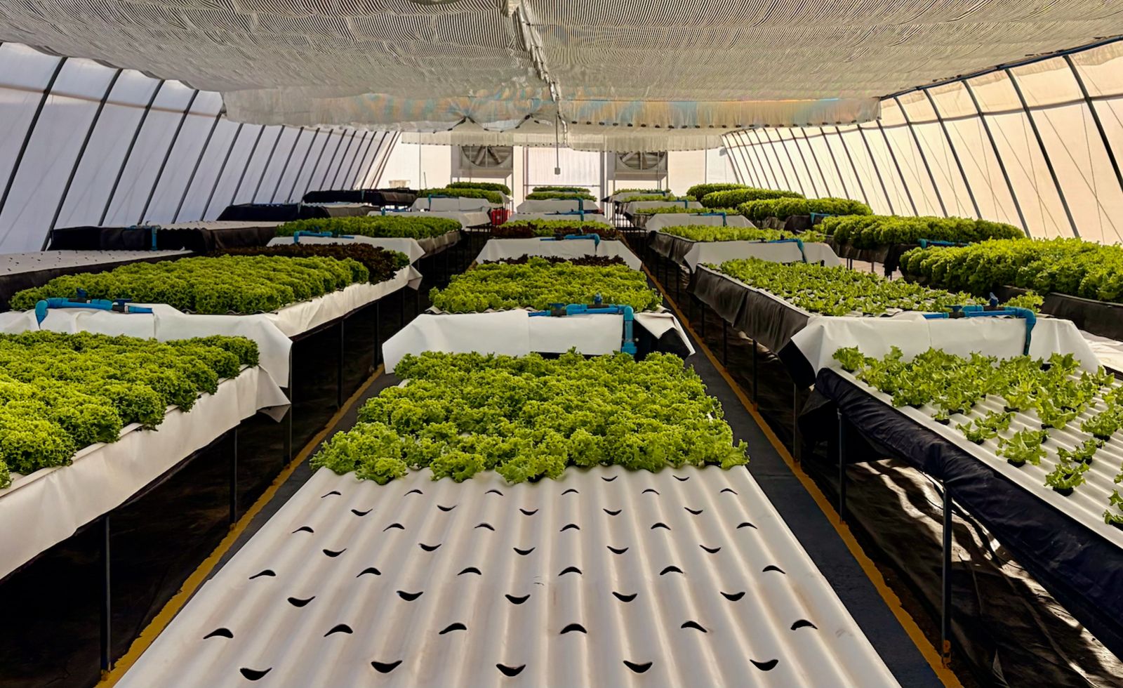 Imagen de Sistema Raíz Flotante